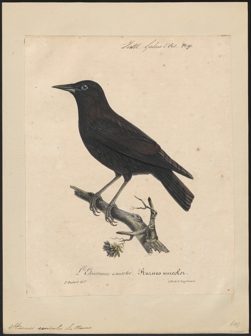Sturnus unicolor - 1825-1834 - Print - Iconographia Zoologica - Special Collections University of Amsterdam - UBA01 IZ15800081.jpg