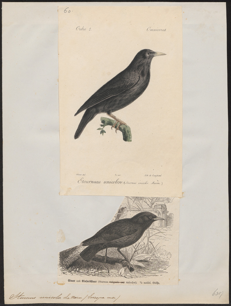 Sturnus unicolor - 1700-1880 - Print - Iconographia Zoologica - Special Collections University of Amsterdam - UBA01 IZ15800085.jpg