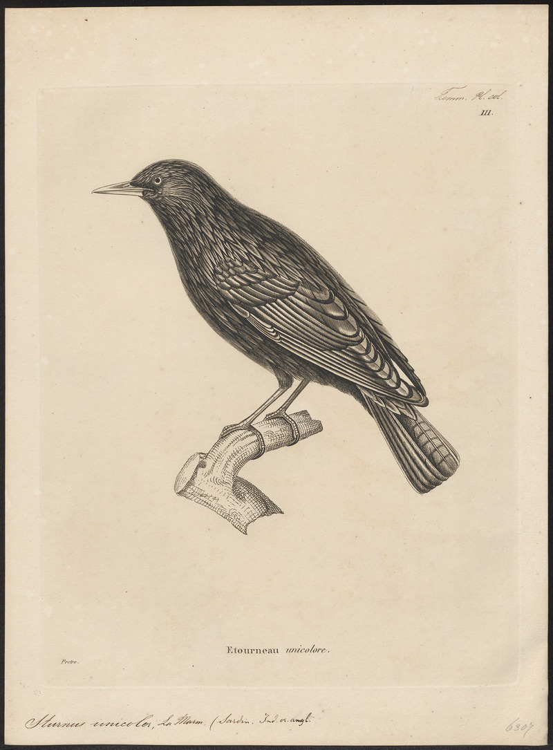 Sturnus unicolor - 1700-1880 - Print - Iconographia Zoologica - Special Collections University of Amsterdam - UBA01 IZ15800083.jpg