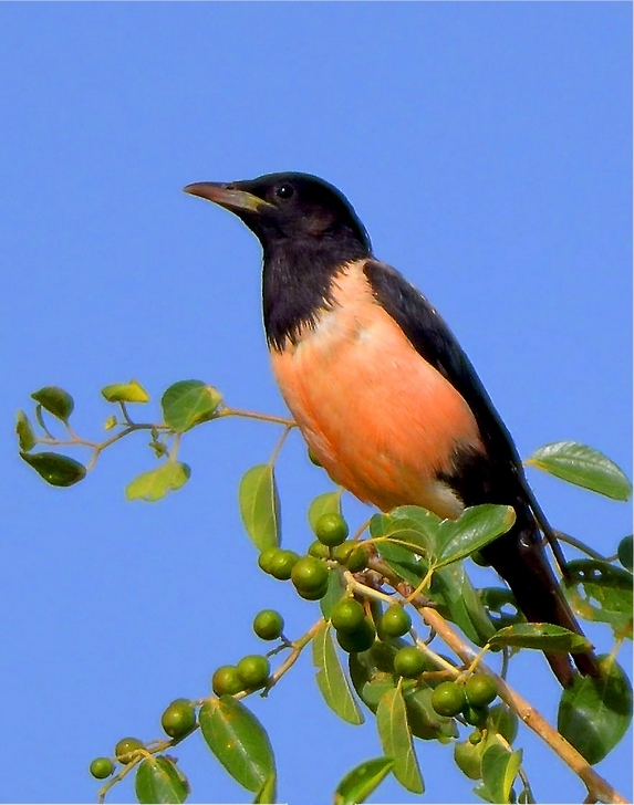 Rozy starling - rosy starling (Pastor roseus).jpg