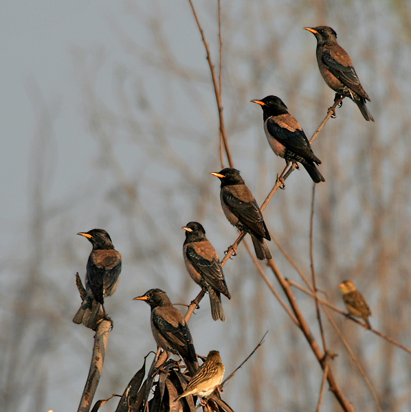 Rosy Starling (Sturnus roseus) near Hyderabad W IMG 4837 - starlings.jpg