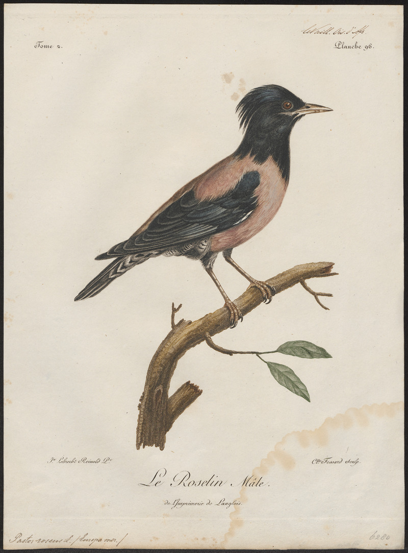 Pastor roseus - 1796-1808 - Print - Iconographia Zoologica - Special Collections University of Amsterdam - UBA01 IZ15800043.jpg