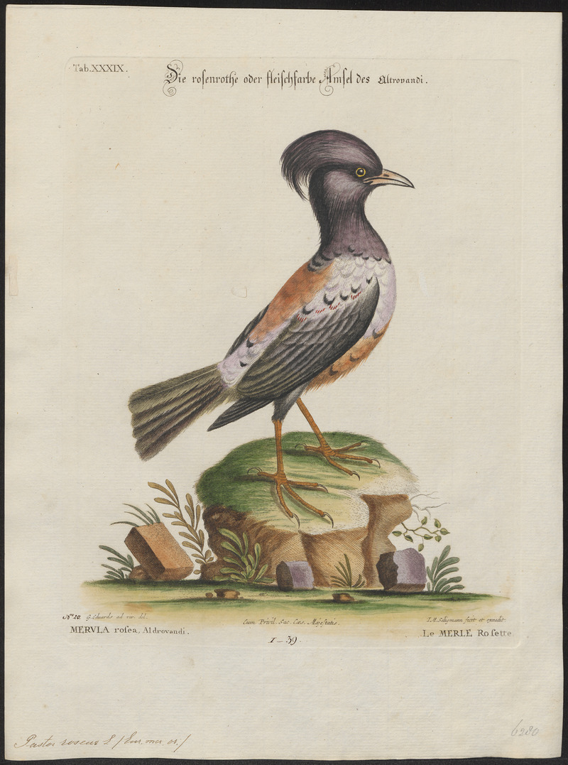 Pastor roseus - 1700-1880 - Print - Iconographia Zoologica - Special Collections University of Amsterdam - UBA01 IZ15800045.jpg