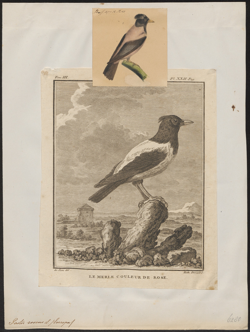 Pastor roseus - 1700-1880 - Print - Iconographia Zoologica - Special Collections University of Amsterdam - UBA01 IZ15800041.jpg