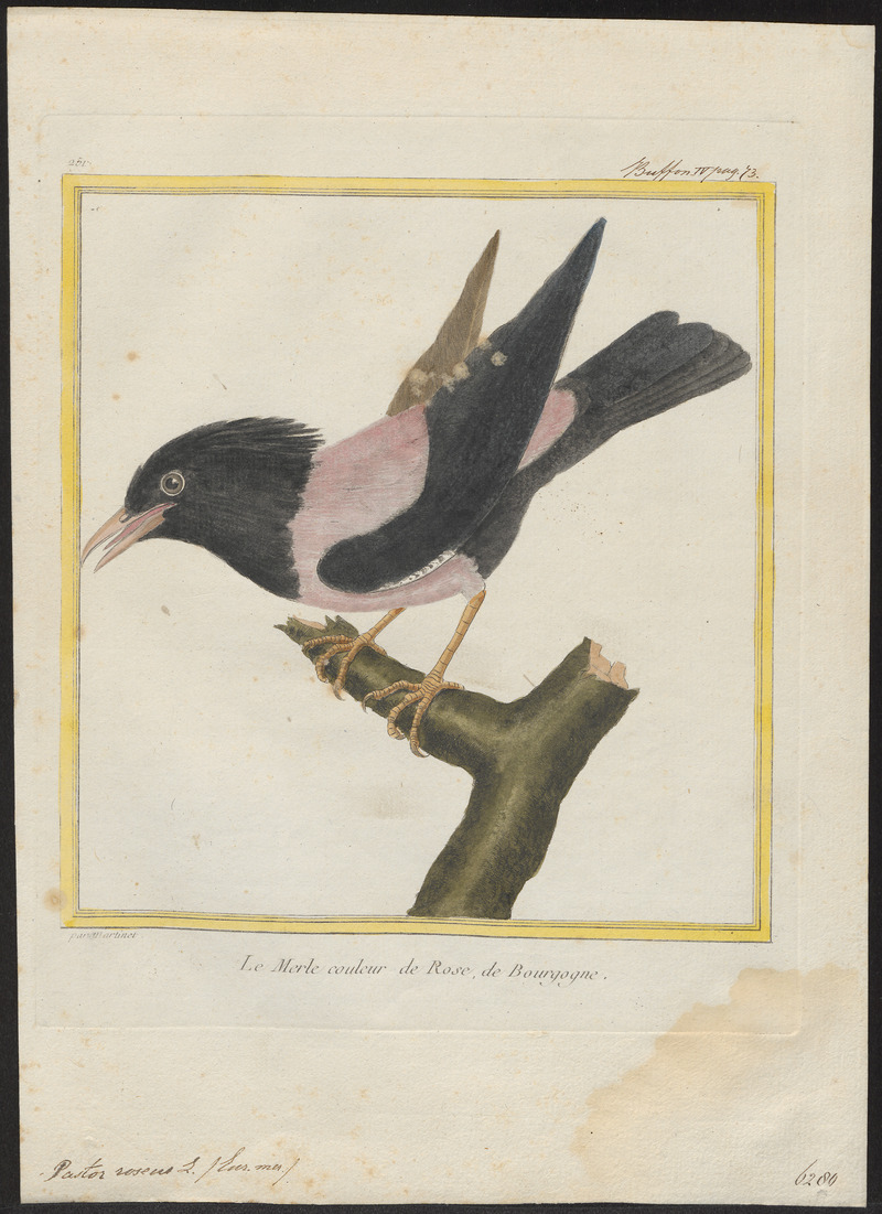 Pastor roseus - 1700-1880 - Print - Iconographia Zoologica - Special Collections University of Amsterdam - UBA01 IZ15800035.jpg