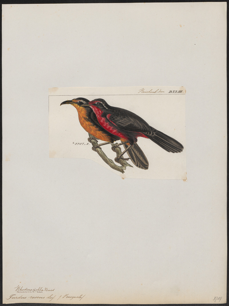 Turdus roseus - 1820-1860 - Print - Iconographia Zoologica - Special Collections University of Amsterdam - UBA01 IZ16300275.jpg