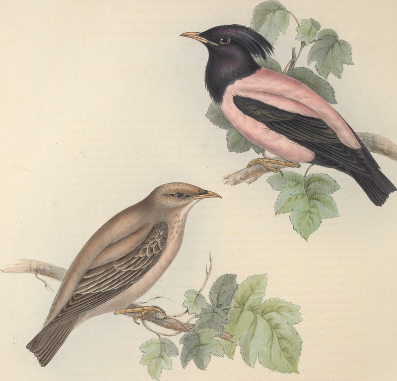 The birds of Europe (1837) (14565337449).jpg