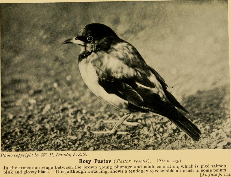 The world's birds a simple and popular classification of the birds of the world (1908) (14748388332).jpg