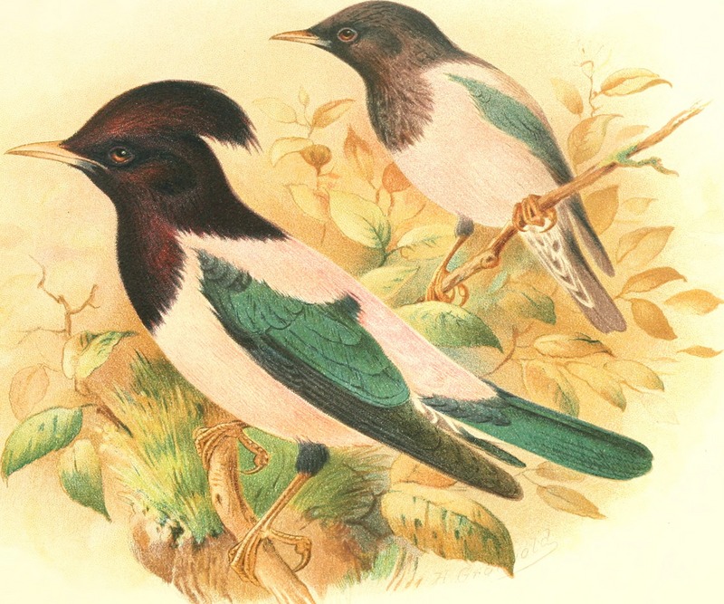 Birds of Great Britain and Ireland (1907) (14568595129).jpg