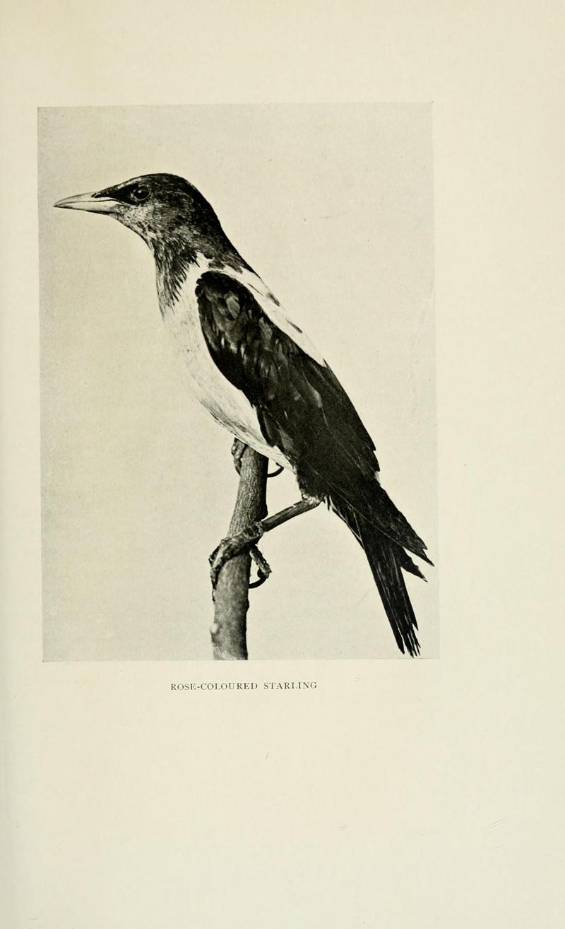 Bombay ducks; an account of some of the every-day birds and beasts found in a naturalist's Eldorado (1906) (14727650626).jpg