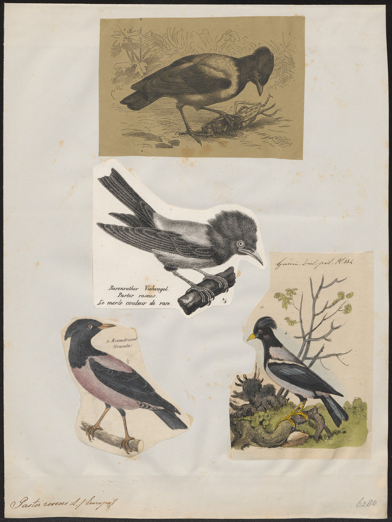 Pastor roseus - 1700-1880 - Print - Iconographia Zoologica - Special Collections University of Amsterdam - UBA01 IZ15800037.jpg