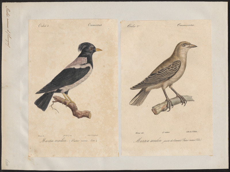Pastor roseus - 1700-1880 - Print - Iconographia Zoologica - Special Collections University of Amsterdam - UBA01 IZ15800039.jpg
