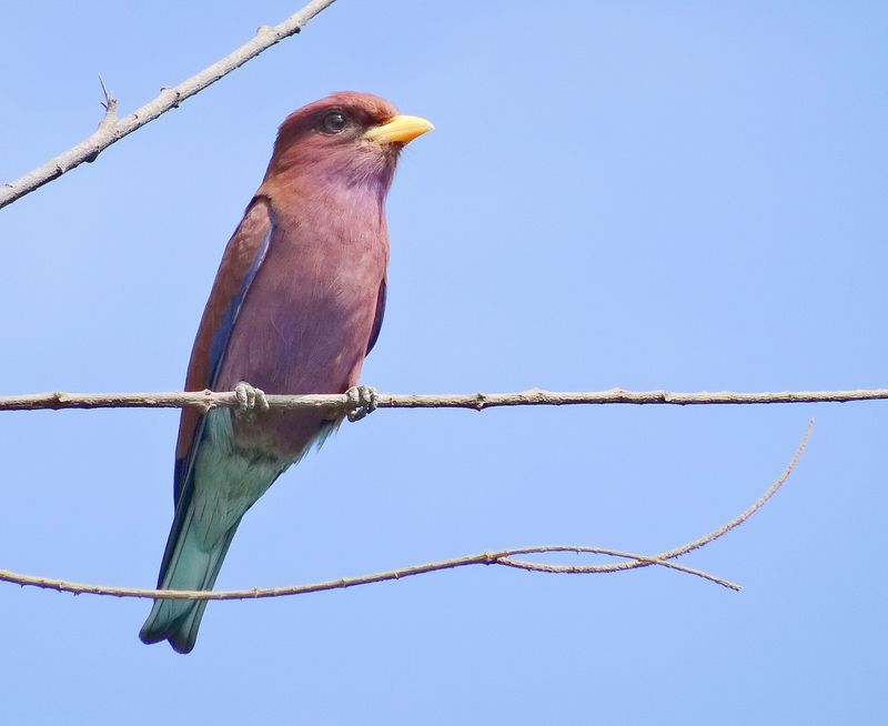 In the Gambia are common birds with different colors - broad-billed roller (Eurystomus glaucurus).jpg