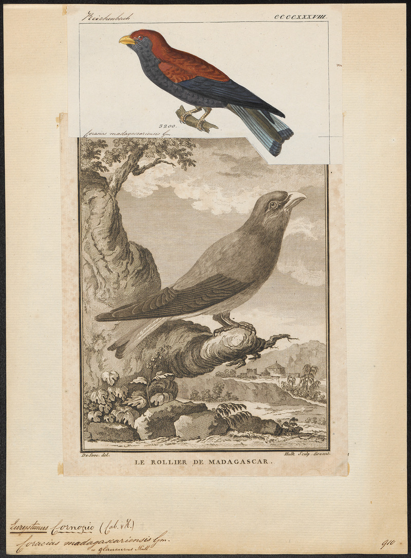 Eurystomus glaucurus - 1845-1863 - Print - Iconographia Zoologica - Special Collections University of Amsterdam - UBA01 IZ16700255.jpg