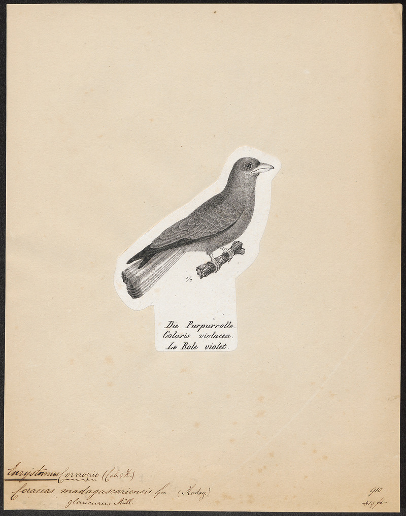 Eurystomus glaucurus - 1809-1845 - Print - Iconographia Zoologica - Special Collections University of Amsterdam - UBA01 IZ16700253.jpg