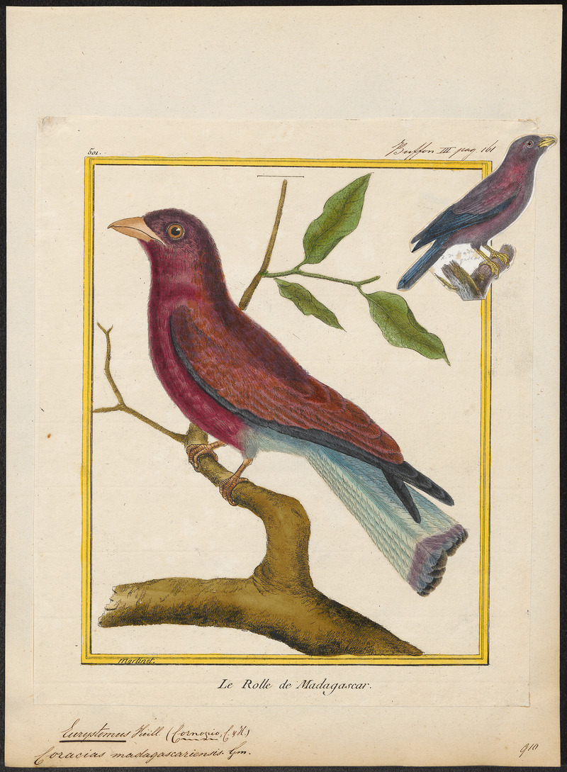 Eurystomus glaucurus - 1700-1880 - Print - Iconographia Zoologica - Special Collections University of Amsterdam - UBA01 IZ16700257.jpg