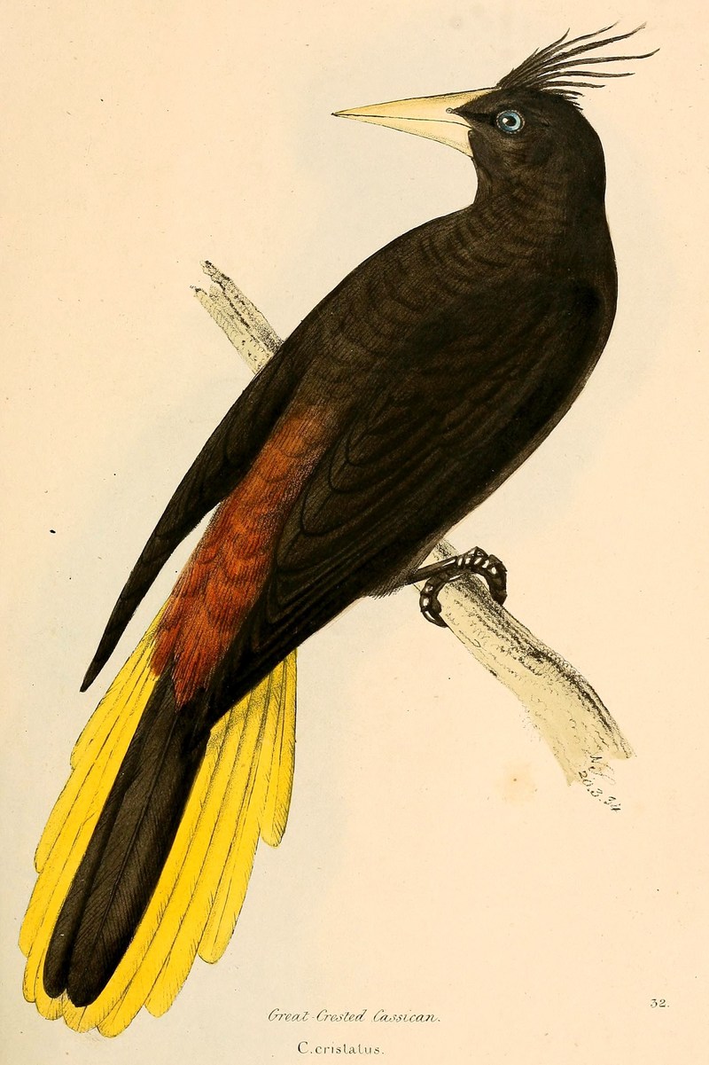 Psarocolius decumanus 1841.jpg