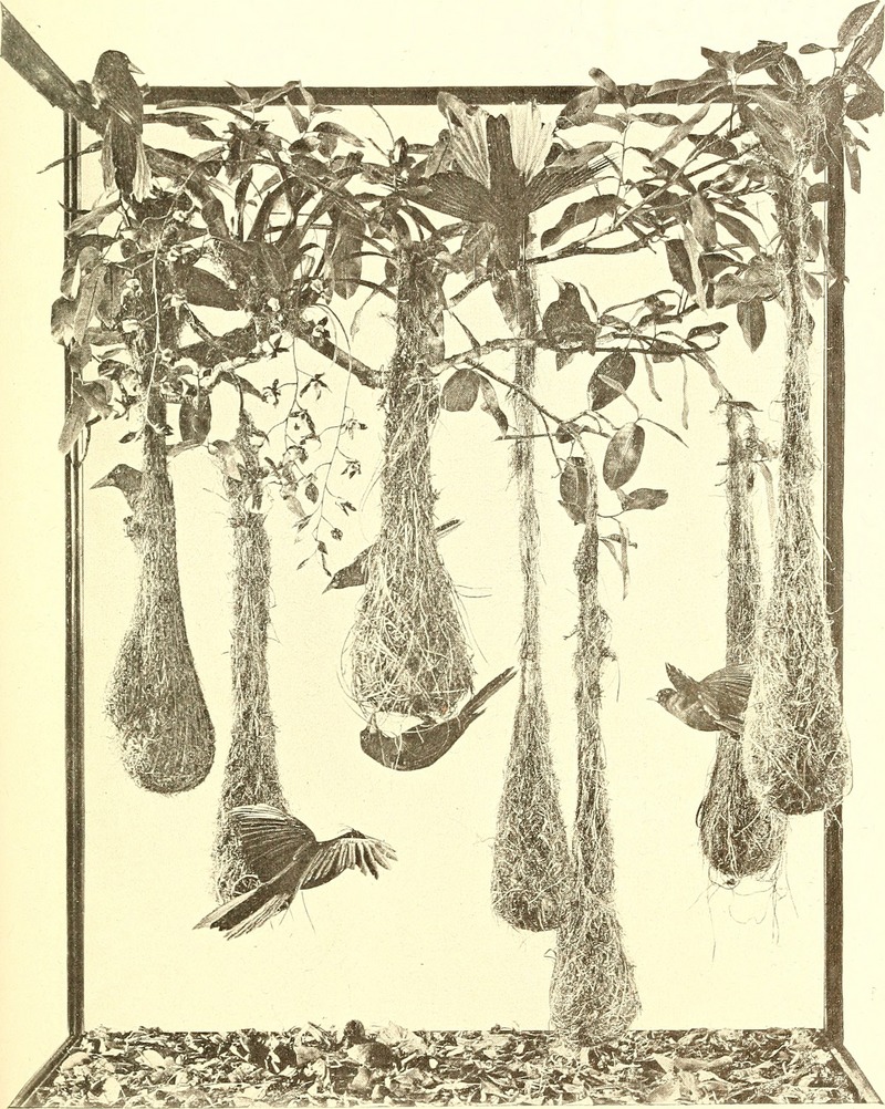Bird lore (1906) (14771154393).jpg