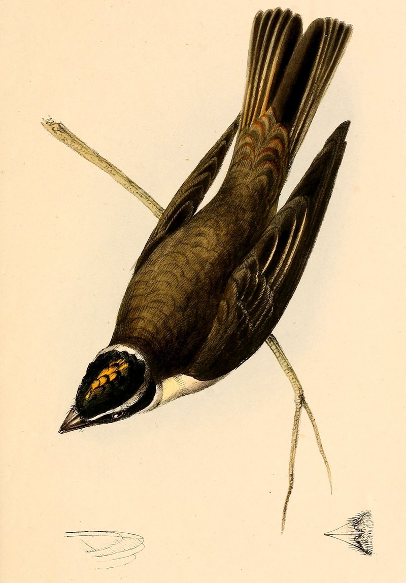 Legatus leucophaius leucophaius 1841 - piratic flycatcher (Legatus leucophaius).jpg