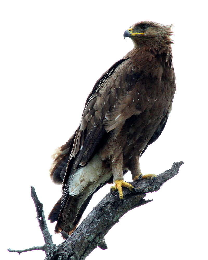 Eagle (8468144663) - Wahlberg's eagle (Hieraaetus wahlbergi).jpg