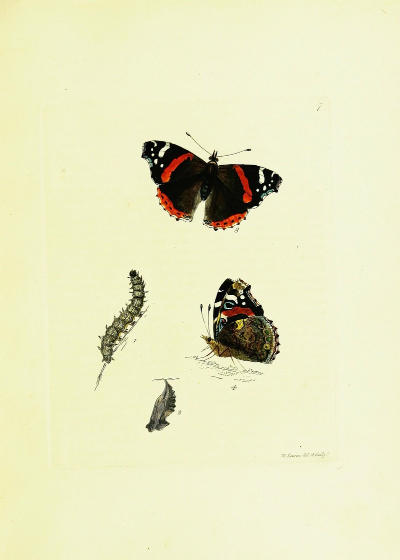 The papilios of Great Britain (9689071854).jpg