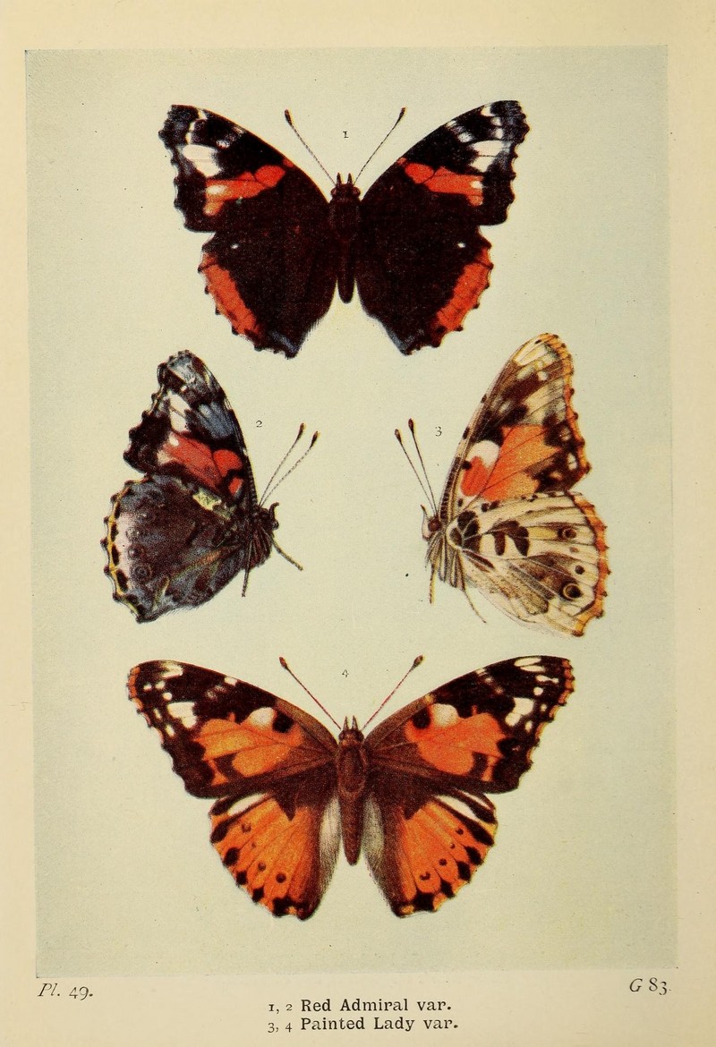 The butterflies of the British Isles (Pl. 49) (6925695807).jpg