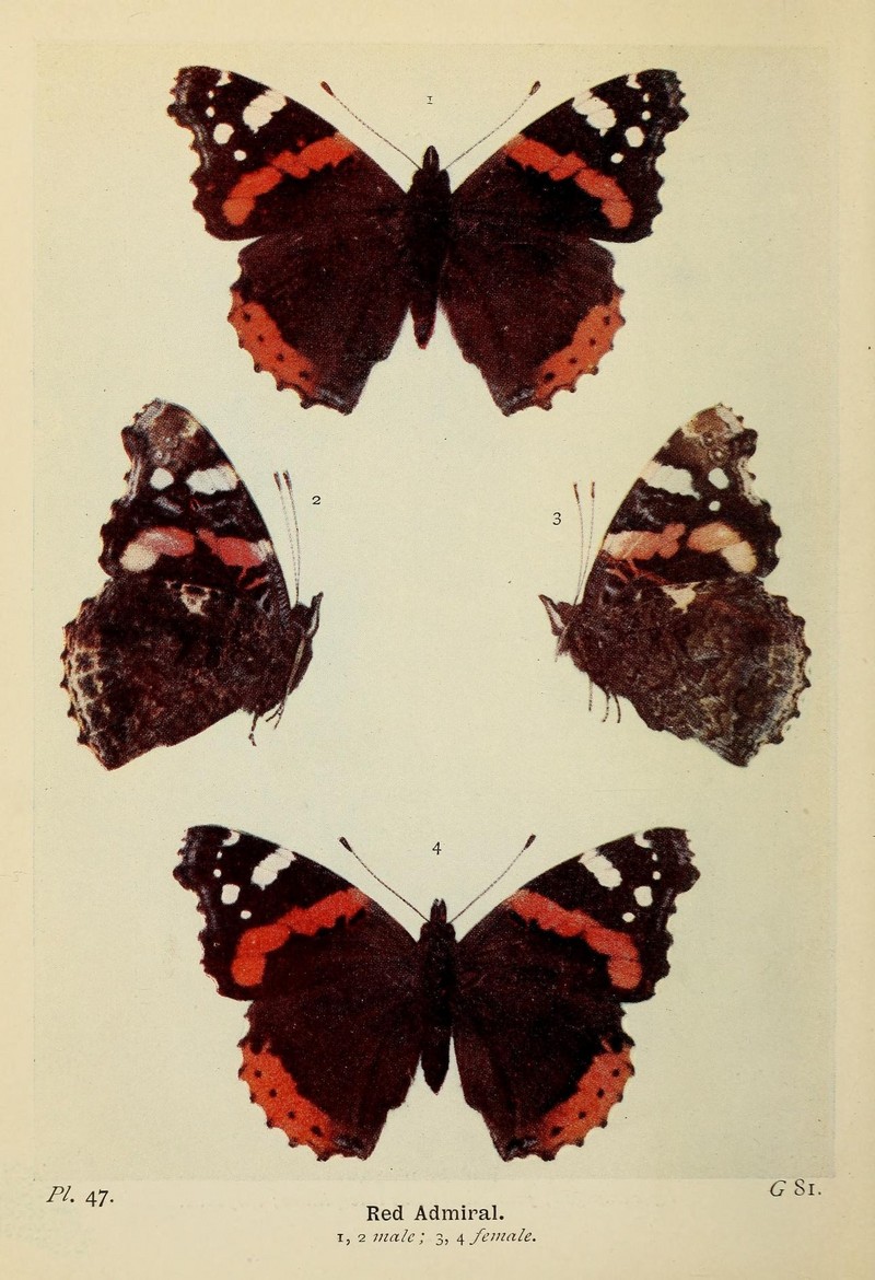 The butterflies of the British Isles (Pl. 47) (6779578482).jpg