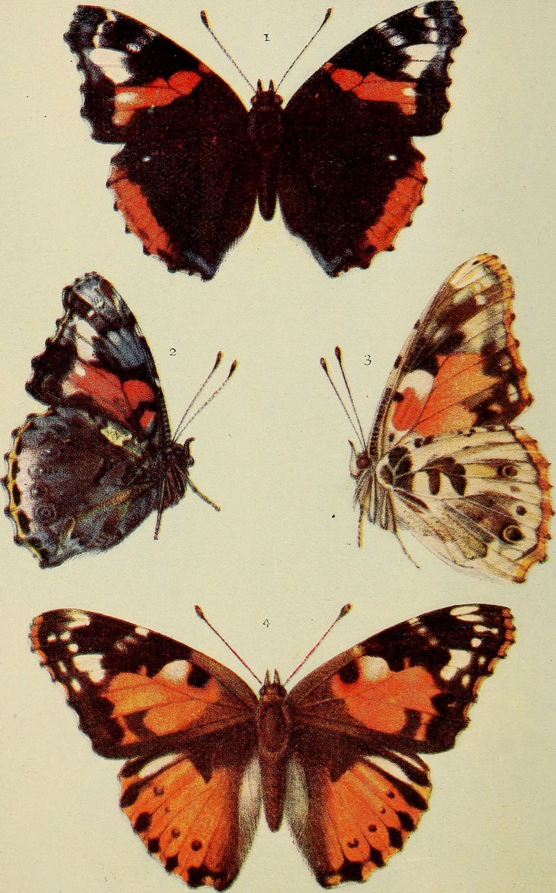 The butterflies of the British Isles (1906) (19888873454).jpg