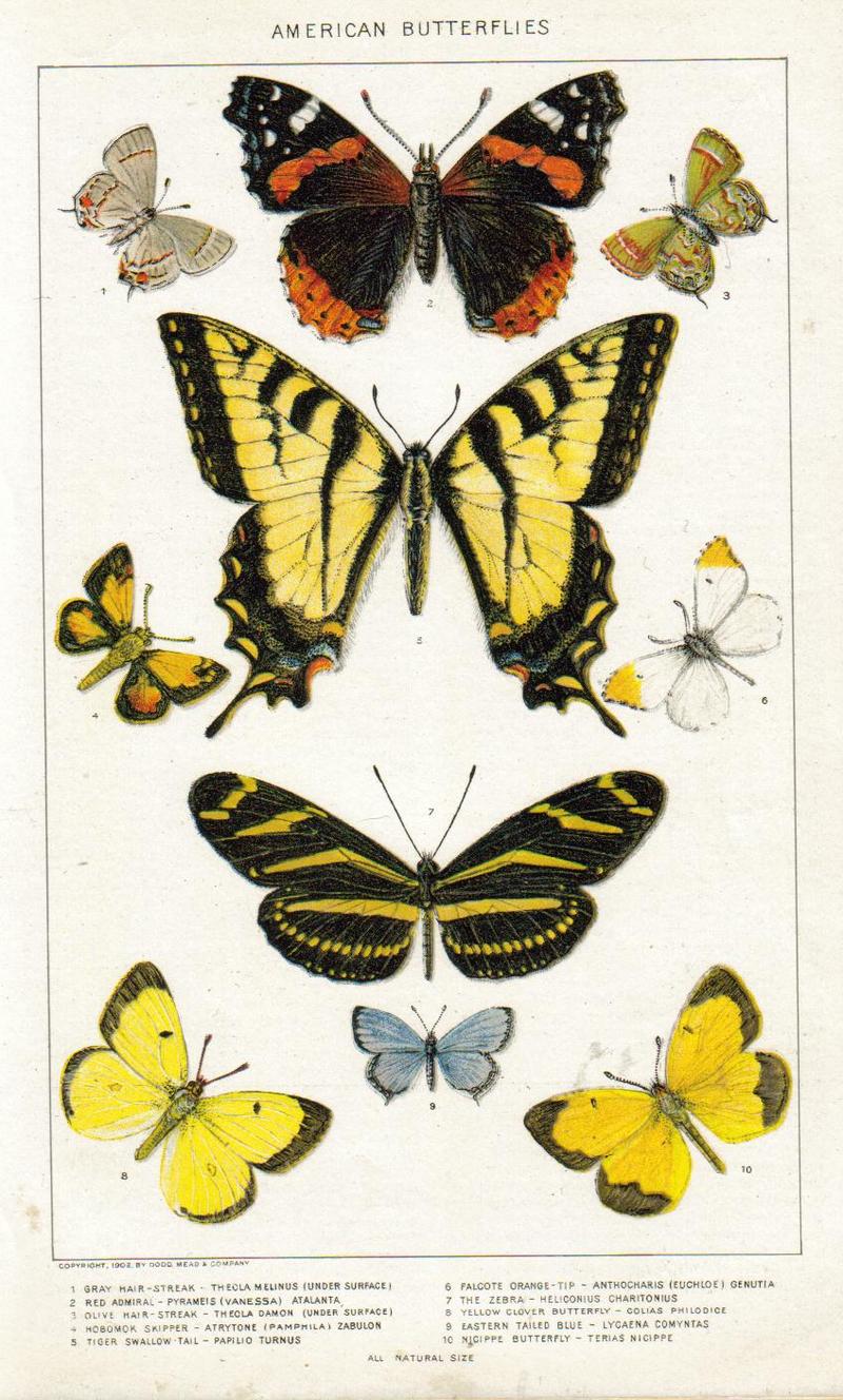 NIEdot302 - American Butterflies.jpg