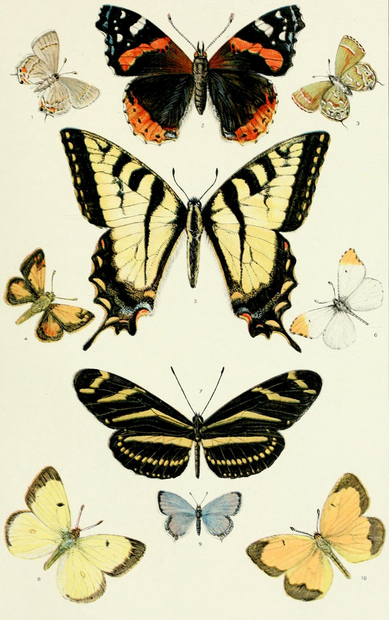 NIE 1905 Butterflies and Moths - American butterflies.jpg