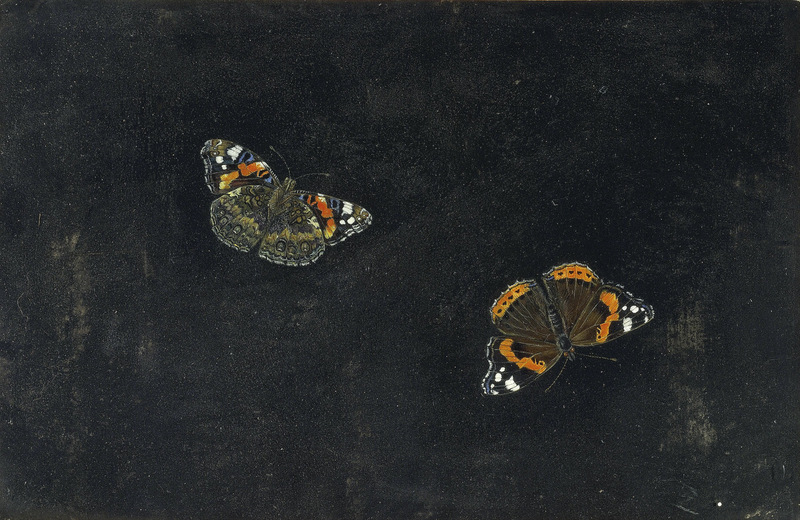 Giovanna Garzoni Zwei Schmetterlinge 2.jpg