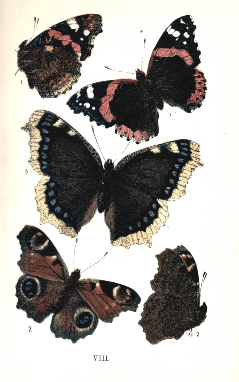 Colemans British Butterflies Plate VIII.png