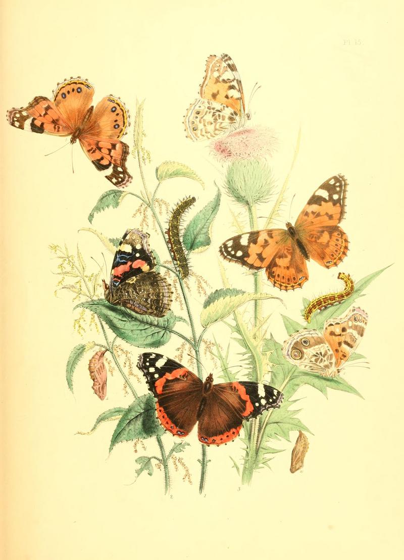 British butterflies and their transformations (Pl. 15) BHL12755853.jpg