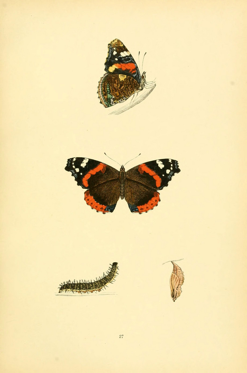 A history of British butterflies (6073608048).jpg
