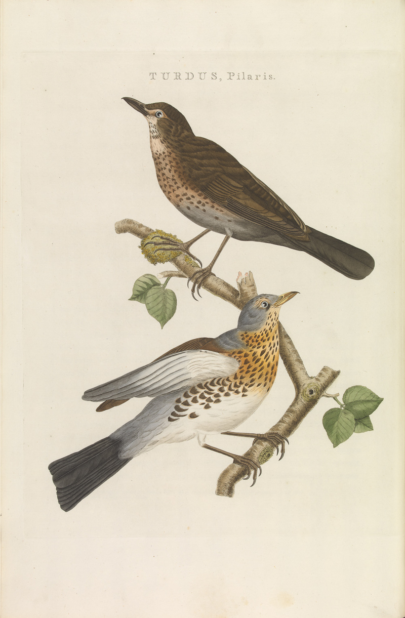Nederlandsche vogelen (KB) - Turdus pilaris (235pl).jpg