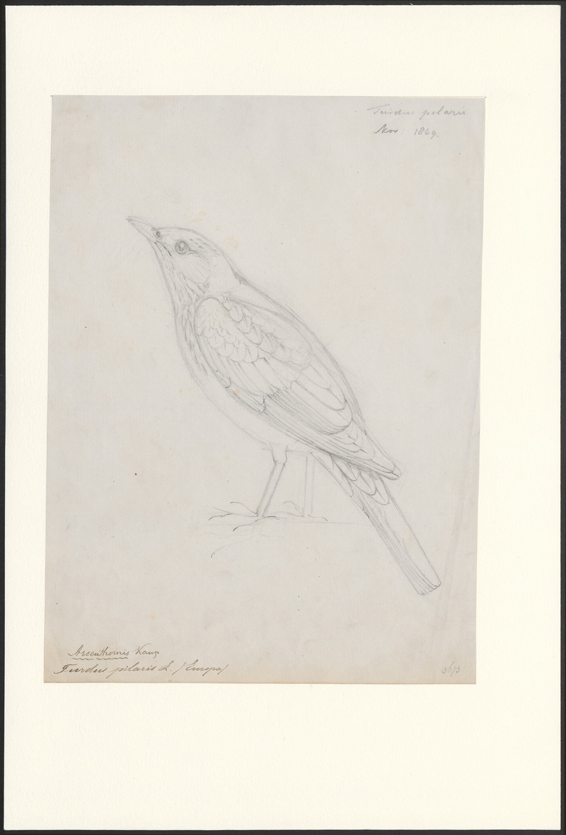Turdus pilaris - 1869 - Print - Iconographia Zoologica - Special Collections University of Amsterdam - UBA01 IZA1000664.jpg