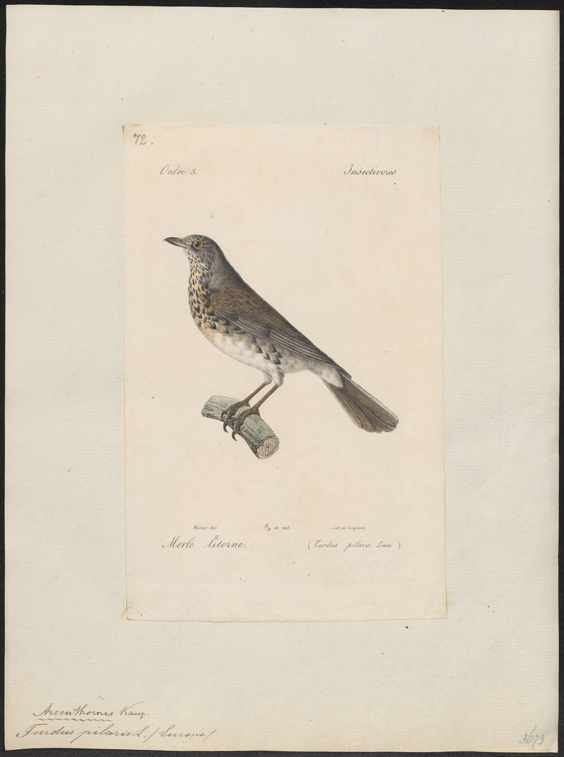 Turdus pilaris - 1842-1848 - Print - Iconographia Zoologica - Special Collections University of Amsterdam - UBA01 IZ16300207.jpg