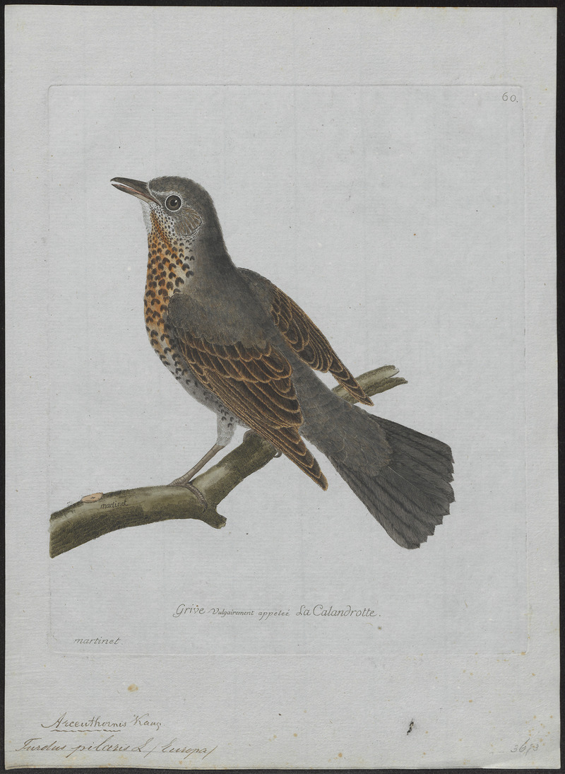 Turdus pilaris - 1790-1796 - Print - Iconographia Zoologica - Special Collections University of Amsterdam - UBA01 IZ16300205.jpg