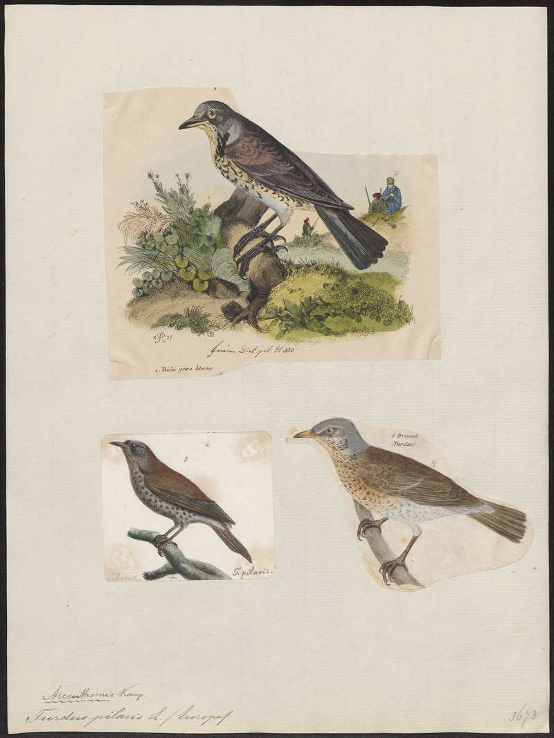 Turdus pilaris - 1700-1880 - Print - Iconographia Zoologica - Special Collections University of Amsterdam - UBA01 IZ16300209.jpg