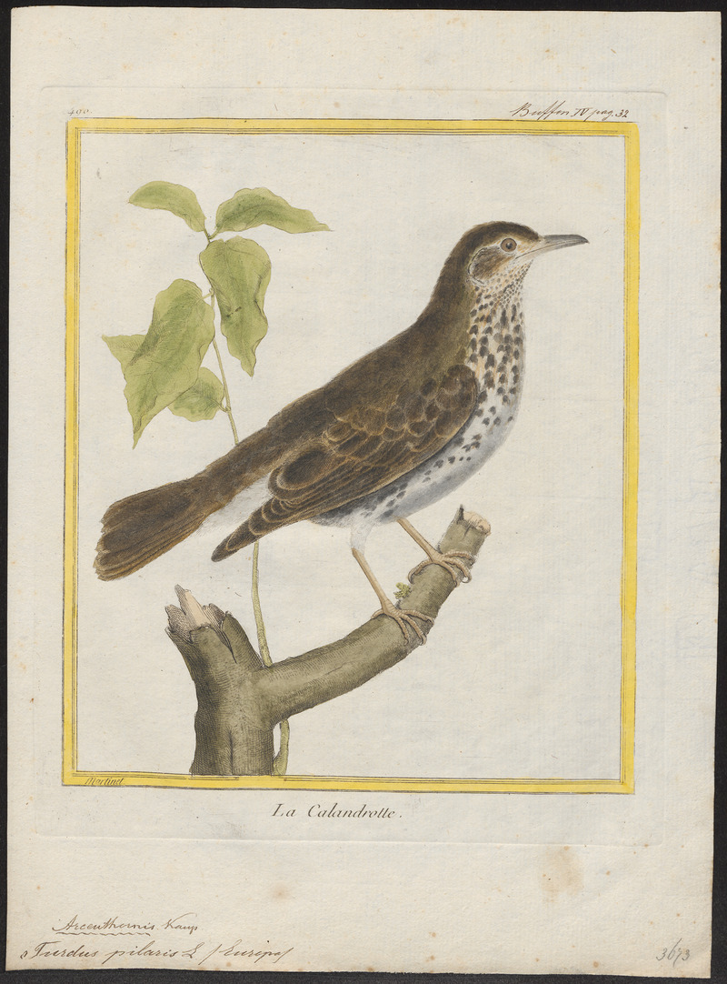 Turdus pilaris - 1700-1880 - Print - Iconographia Zoologica - Special Collections University of Amsterdam - UBA01 IZ16300203.jpg
