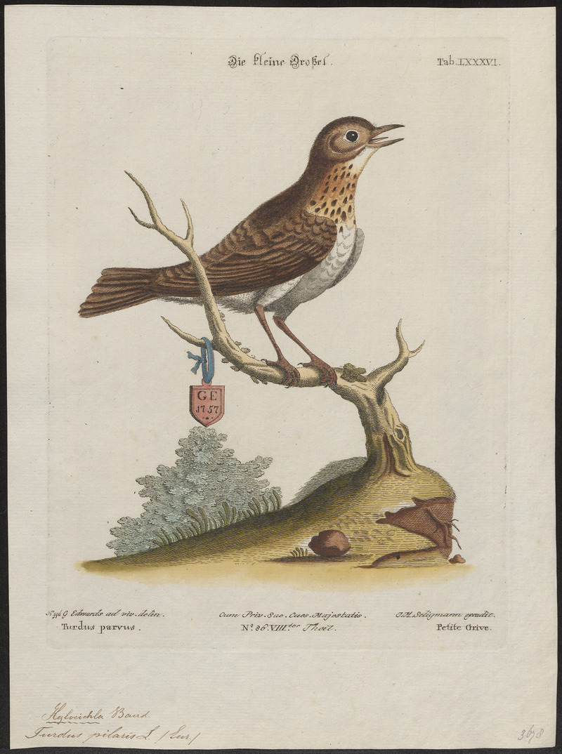 Turdus iliacus - 1700-1880 - Print - Iconographia Zoologica - Special Collections University of Amsterdam - UBA01 IZ16300223.jpg