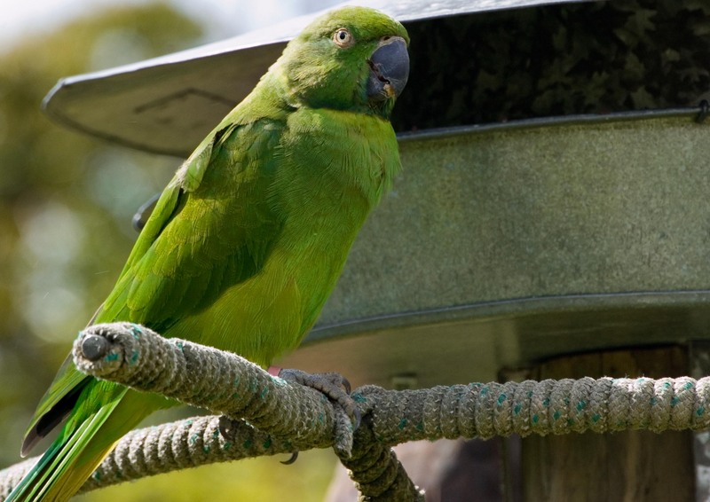 Echo parakeet (Psittacula eques echo) -at Durrell Trust.jpg
