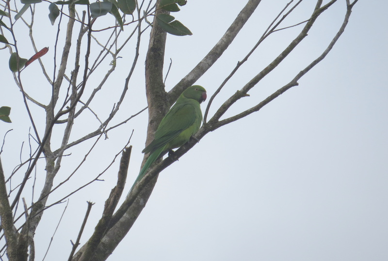 Mauritiussittich 2016 LePetrin - echo parakeet, Mauritius parakeet (Psittacula eques).jpg