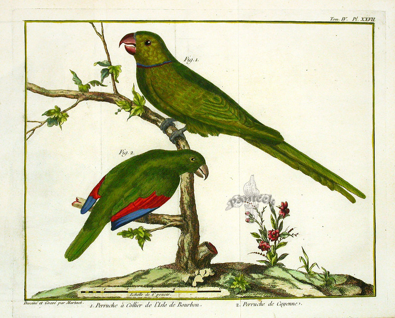 Réunion Parakeet - Réunion parakeet (Psittacula eques eques).jpg