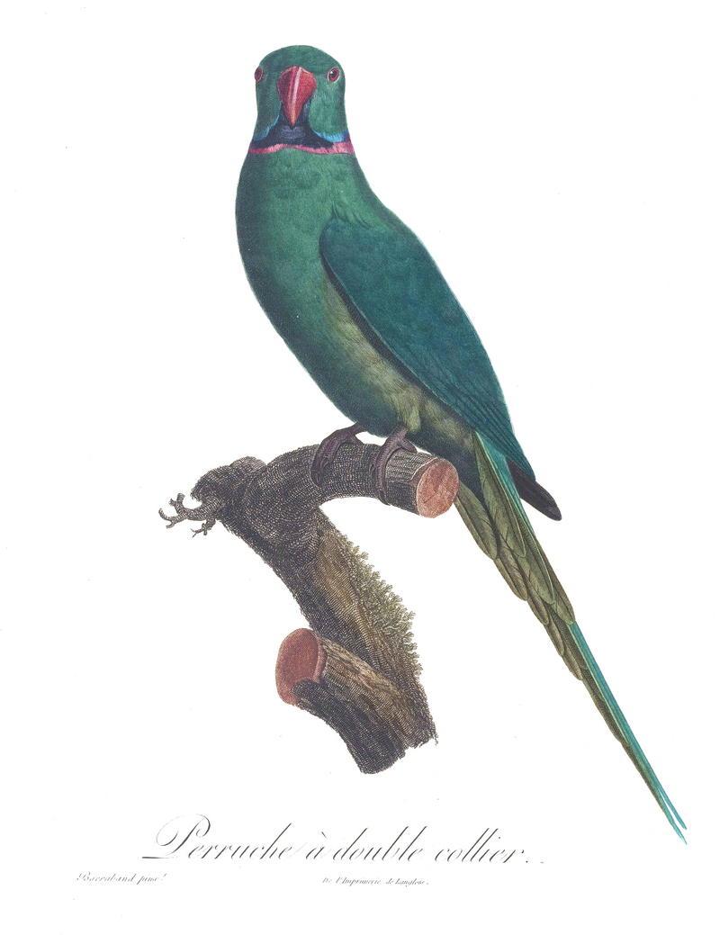 Levaillant Parrot 39.jpg