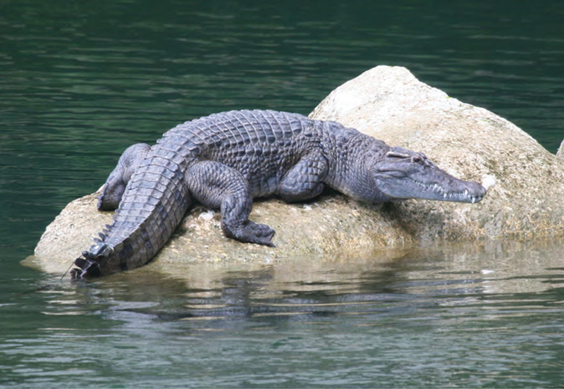 Crocodylus mindorensis basking on a rock in the Disulap River, Barangay Disulap - ZooKeys-266-001-g102 - Philippine crocodile, Mindoro crocodile (Crocodylus mindorensis).jpg