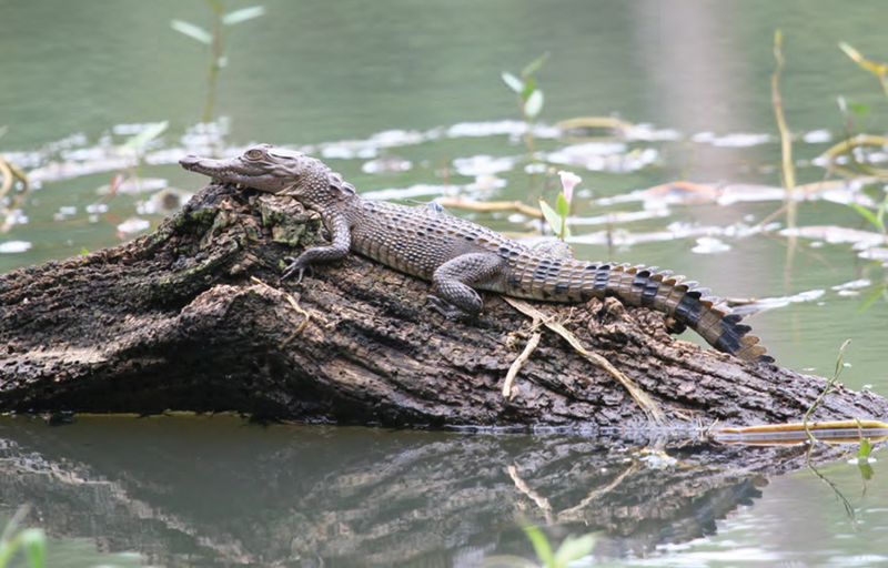 Crocodylus mindorensis basking on a log in the Dunoy Lake, Barangay Dibuluan - ZooKeys-266-001-g103 - Philippine crocodile, Mindoro crocodile (Crocodylus mindorensis).jpg