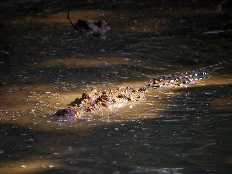 Crocodylus mindorensis by Gregg Yan 02 - Philippine crocodile, Mindoro crocodile (Crocodylus mindorensis).jpg