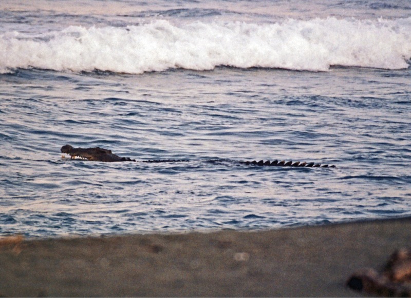 Crocodylus porosus foraging in surf at Maconacon - ZooKeys-266-001-g104-bottom - Indo-Pacific crocodile, saltwater crocodile (Crocodylus porosus).jpg
