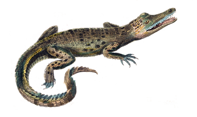 Crocodylus porosus.jpg